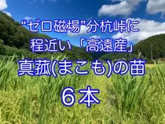 2026年最新】マコモダケ 苗の人気アイテム - メルカリ