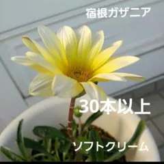 宿根草 多年草 シルバーリーフ ガザニア『クリームソーダ』正規品