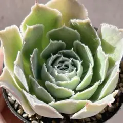 2025年最新】シムランスラグナサンチェスの人気アイテム - メルカリ