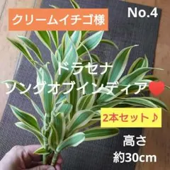 クリームイチゴ様 リクエスト 2点 まとめ商品