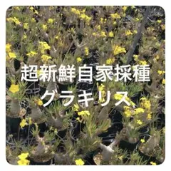 自家採種した超新鮮な パキポディウム カクチペス の種子10粒 - メルカリ
