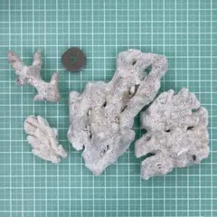 珊瑚 5点セット B