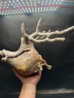 2025年最新】グラキリス ベアルートの人気アイテム - メルカリ