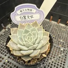 k*n様 多肉植物 ホリコロ50実生 オーズプランツさん苗 自家受粉 - メルカリ