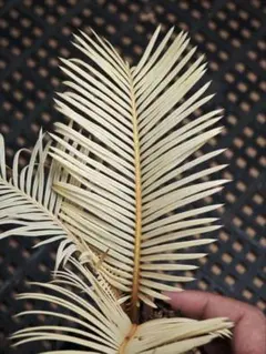 2025年最新】白い蘇鉄の人気アイテム - メルカリ