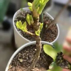 キキキリソ様 リクエスト 2点 まとめ商品