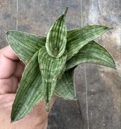 2025年最新】サンスベリア サンセベリア 観葉植物の人気アイテム