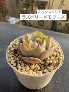 碧様 リクエスト 5点 まとめ商品