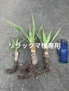2026年最新】グロリオサ ユッカの人気アイテム - メルカリ