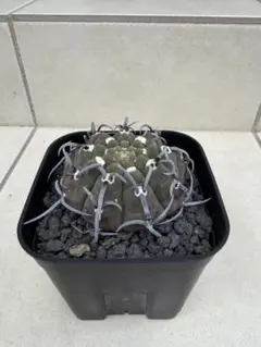 ギムノカリキウム バッテリー　実生のサムネイル