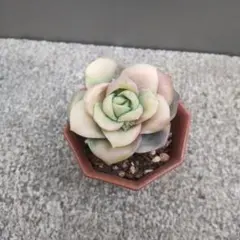 Raruchia様 リクエスト 2点 まとめ商品