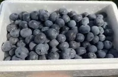 贈答用秀品　高級採れたて新鮮生ブルーベリー　入荷当日発送　超お得セット　1点のみ