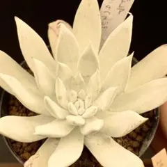 ひじひじき様 リクエスト 2点 まとめ商品