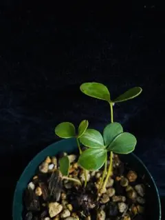 【お盆セール】斑入りソテツ 双頭 / 沖縄産 極希少 極上個体 蘇轍 錦 お盆セール】斑入りソテツ 双頭 / 沖縄産 極希少 極上個体 蘇轍 錦