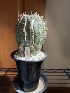 2025年最新】ユーフォルビアホリダの人気アイテム - メルカリ