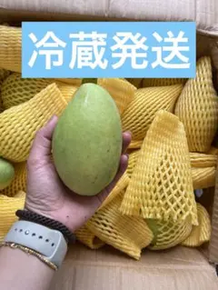 まもなく終了！タイムSALE！〈希少〉金煌(きんこう)マンゴー 2Kg※傷