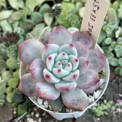 2026年最新】mさん苗コロラータの人気アイテム - メルカリ