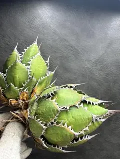 2026年最新】アガベ ホリダの人気アイテム - メルカリ