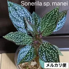 ⑳【Sonerila sp. manei ソネリラ マーメイ】 ベゴニア 原種2