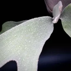 2025年最新】ビカクシダ omoの人気アイテム - メルカリ