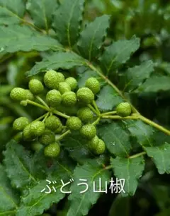 ぶどう山椒のチビ苗　3株のサムネイル