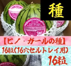 petit様 リクエスト 2点 まとめ商品