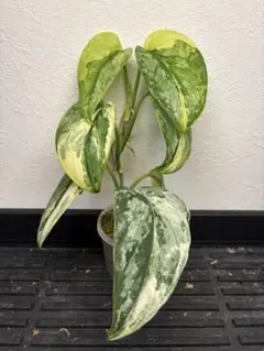 2025年最新】scindapsus スキンダプサスの人気アイテム - メルカリ