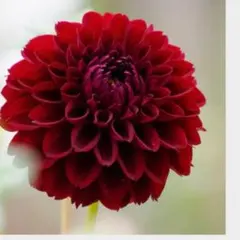 달리아 꽃 구근 후쿠히메 1 볼