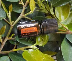 2026年最新】ドテラ オンガードの人気アイテム - メルカリ