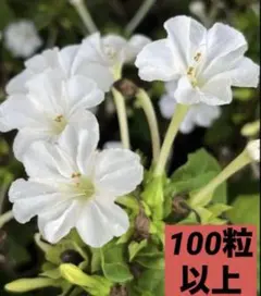 【ほったらかしで大丈夫】オシロイバナの種100粒V2779のサムネイル