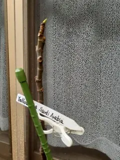 ロンちゃん様 リクエスト 2点 まとめ商品