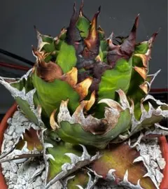 【コレクション株】地獄猫\"Red Catweazle\"　プランツタグ付き コレクション株】地獄猫