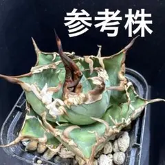 2025年最新】 アガベ シーザー セットの人気アイテム - メルカリ