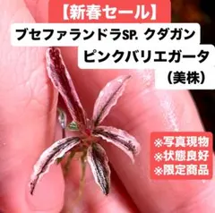 2026年最新】クダガンピンクバリエガータの人気アイテム - メルカリ