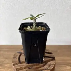 TAKERU様 リクエスト 2点 まとめ商品