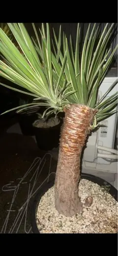 2025年最新】ユッカアロイフォリアの人気アイテム - メルカリ