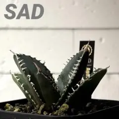 2025年最新】アガベSADの人気アイテム - メルカリ