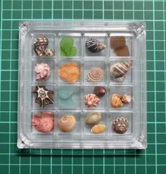 貝殻セット・インテリア・シーグラス