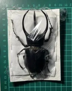 2026年最新】標本の人気アイテム - メルカリ