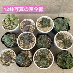 多肉植物　エケベリア　多肉弁当　寄せ植え　12鉢セット