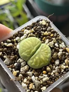 専用❤️メルカリ便付き12点同梱-550円多肉植物　リトープス　白珊瑚 鉢のまま 専用❤️メルカリ便付き12点同梱-多肉植物 リトープス 白珊瑚 鉢のまま