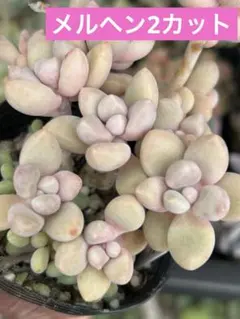 綾鷹様 リクエスト 7点 まとめ商品