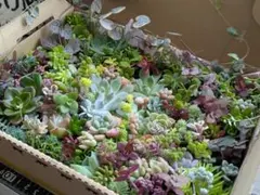 多肉植物 寄せ植え セダム 仕立て直し用 訳アリ詰め合わせセット ❀.*・゜のサムネイル