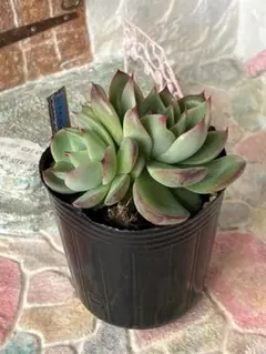 2025年最新】おらいさん苗 円の人気アイテム - メルカリ