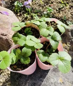 2025年最新】苗 いちごの人気アイテム - メルカリ