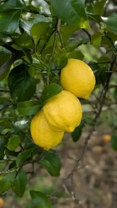 SOLD BLAND様専用　2キロ