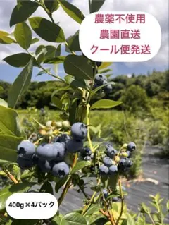 ☆ 朝採れ新鮮！ブルーベリー & ミニトマト & 枝豆のセット ☆ - メルカリ