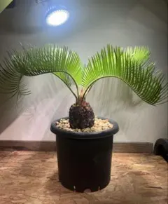 2026年最新】特徴：現地球/現地株 観葉植物 塊根植物・コーデックスの 