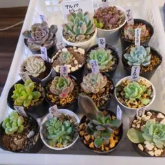 エケベリア葉挿し小苗中苗１６鉢セット多肉植物　　匿名配送メルカリ便