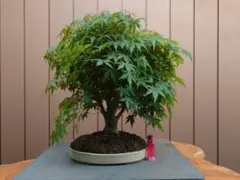 タイムセール⭕ 盆栽 実生35年 もみじ 紅葉 中品 送料無料 bonsai 鉢